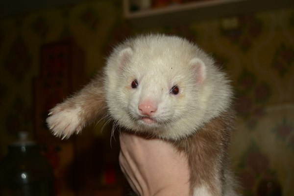 Orm. Insolent invader. - My, The photo, Animals, Ferret, Impudent muzzle, Cunyi, Impudence
