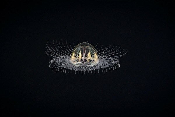 Scientists have found an unknown space jellyfish - Jellyfish, Unknown species, Deep sea, The science, Opening