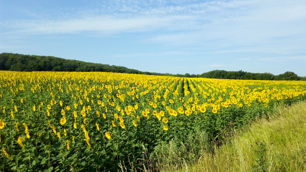 A little summer mood - My, Summer, Longpost, Nature, The nature of Russia, The photo, A selection