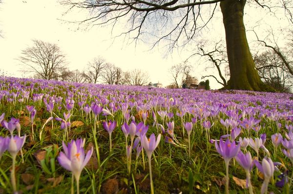 It's spring already - My, Germany, Spring, Crocus