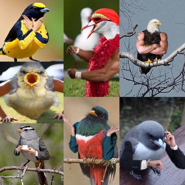 Birds with hands - Emotions, Sit, Images, Humor, Important, Arms, Birds