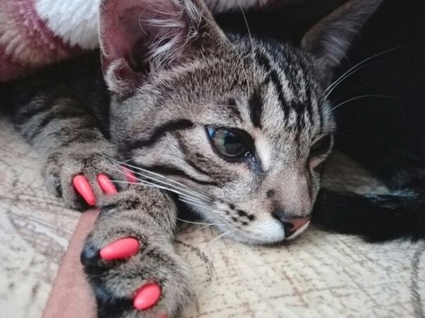 Фокс Милота, Моё, Выходные, Кот, Пушистые, Красавецкот, Длиннопост