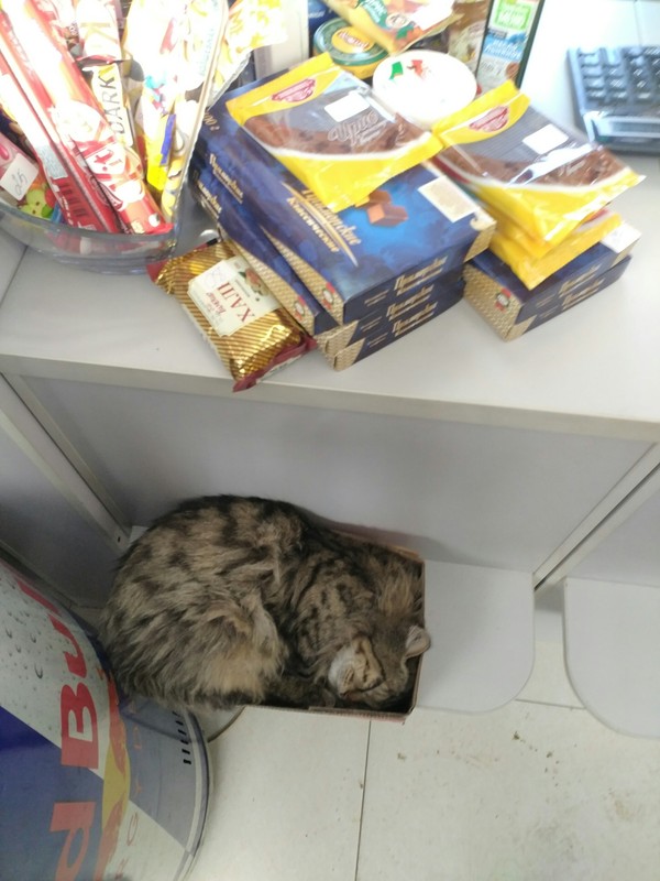 Sleeping cat - My, cat, Box