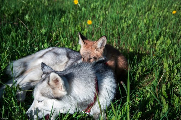 Волк и лиса фото в реальной жизни