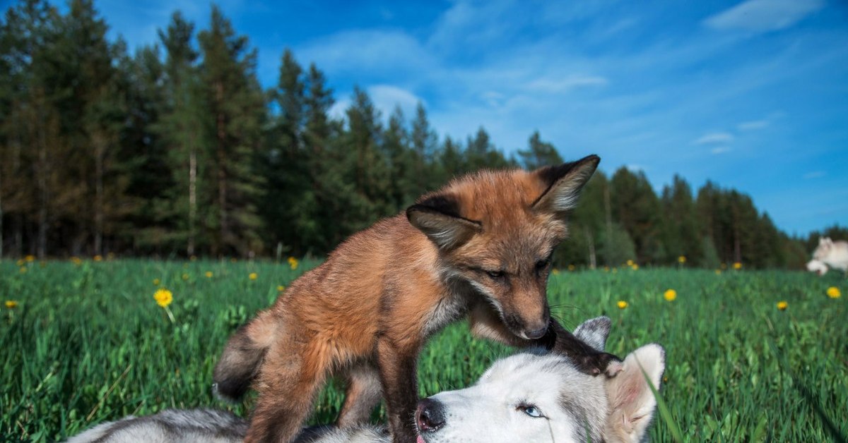 Волк и лиса 6. Волк и лиса. Лисы это собаки. Дружба волка и лисы. Лис и волк.