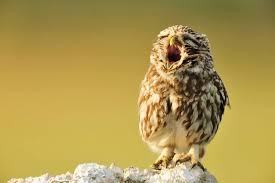 Sleepy owl post - Owl, A selection, Yawn, Laugh, , Dream, Longpost, Laugh, The appeal