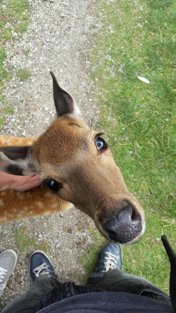 Meeting - Deer, Milota, Rarity, Nature, Deer