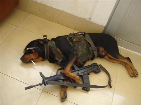 Special operation - Dog, Special Forces, Costume, Expectation