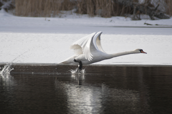 mute swan takes off - My, Swans, Shipun, Takeoff, Flight, The photo, Birds, Longpost
