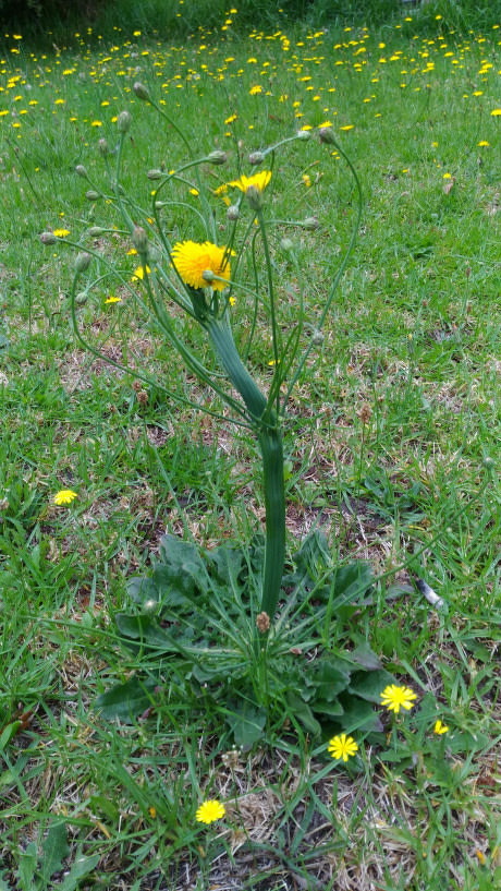 dandelion mutant - The photo, Plants, Dandelion, 9GAG