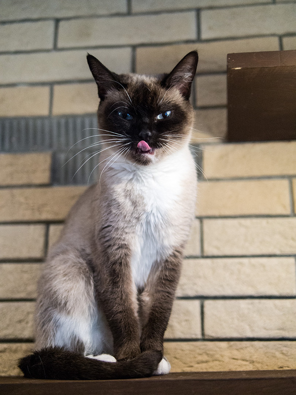 Tati - a cat from a cat cafe - My, cat, Catomafia, Milota, Thai, Cat cafe, Longpost