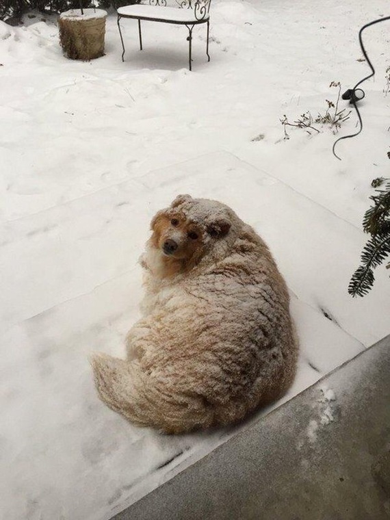 Powdered sugar bun please - Images, Dog, Winter, Snow