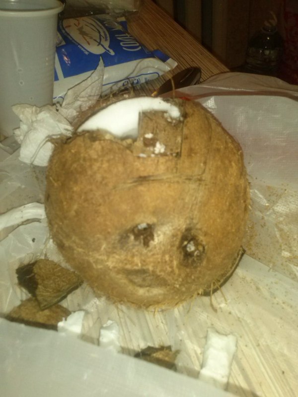 Coconut, who neglected safety precautions - Coconut, My, Tag, Helmet