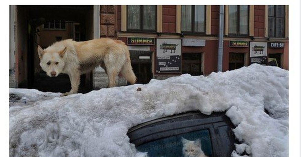 Фотографии Александра Петросяна