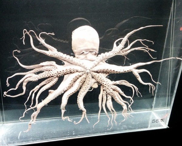 Octopus with 96 arms - Octopus, Japan, Unusual, Mutation, Multi-handed