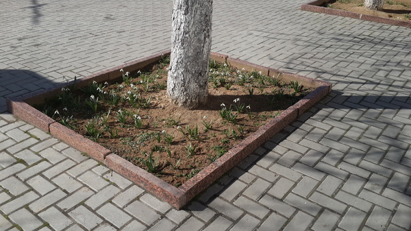 +18 degrees Celsius :)) Just a flower bed in the center of Sevastopol - , Sevastopol, Flower bed, Snowdrops, Snowdrops flowers