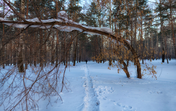 Morning in the park - My, Spring, The park, Morning, , Панорама, Russia, Siberia, Prokopyevsk, Bokeh