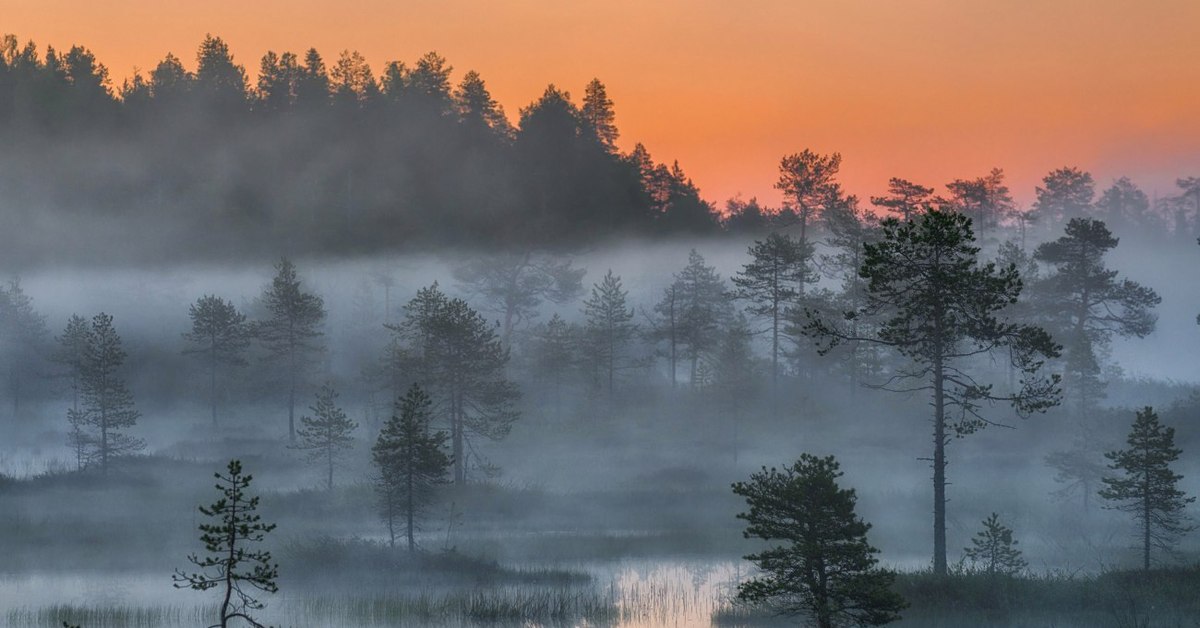 Пейзаж болота и леса. Туманное озеро в Карелии. Туманный пейзаж. Предрассветный туман в лесу. Пейзаж болото.