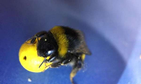 Bumblebees taught to play football - Longpost, Video, Buzz, Clever girl, Bumblebee, Opening, Experience, Insects