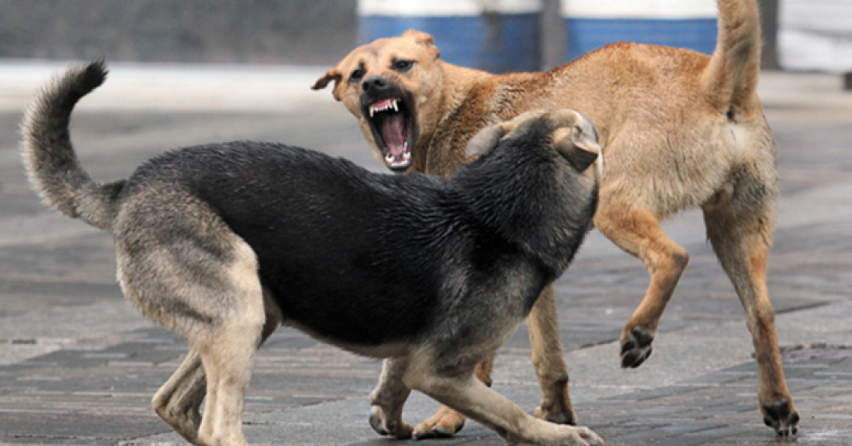 Почему собаки кусают? Основные причины и как предотвратить агрессию