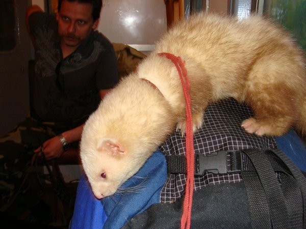 Soon, very soon the season. Again tents, bonfires, sunrises, hundreds of holes dug by choremoda.)))) - My, Cunyi, The photo, Animals, Ferret