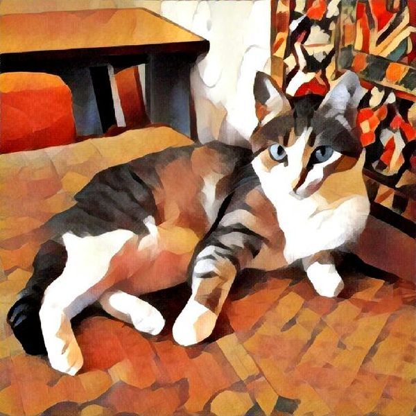 Cotoprisma - The photo, cat, My, Longpost, Photo Filters