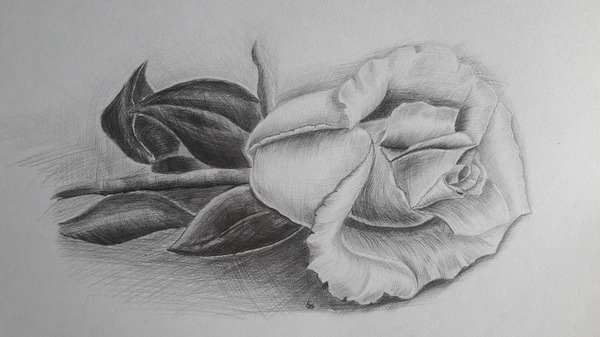 Gave a rose on paper - My, Drawing, the Rose, March 8, Creation