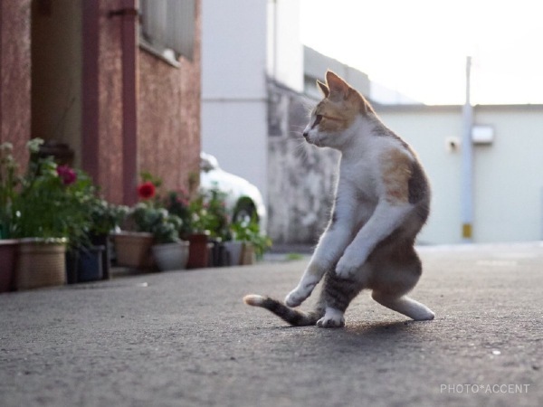 Kung fu master - cat, Kung Fu, Longpost