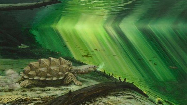 The retractable neck of turtles evolved not for defense, but for attack. - Paleontology, Turtle, Reptiles, Evolution, The science, Biology, Video, Longpost
