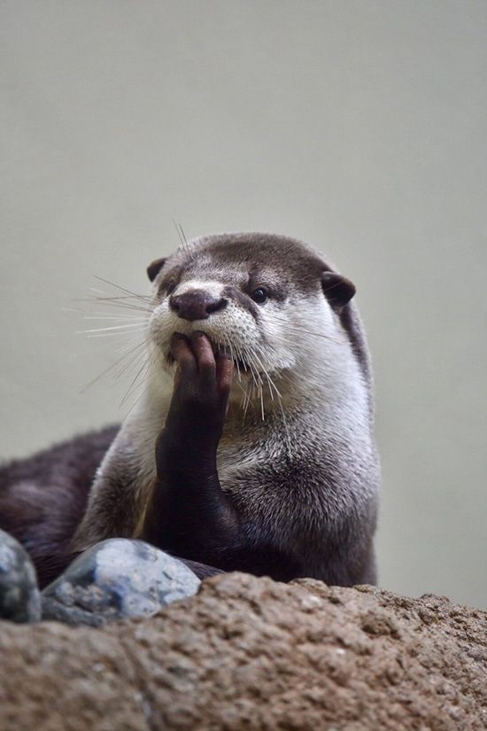 What's going on - Otter, Animals, Milota