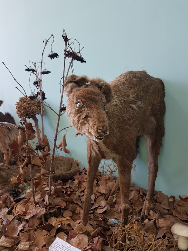 When you ate the wrong mushrooms - My, Forest, Mushrooms, Taxidermy, Stubbornness