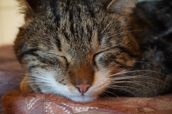 Someone wakes up, someone falls asleep - My, Techn0man1ac, cat, Muzzle, Dream, Mrpodelkints