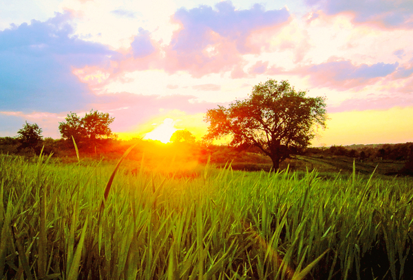 rural sunset - Tree, Village, The photo, Sunset, My