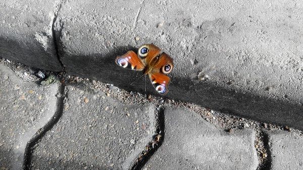 Spring has come to Riga - My, Riga, Butterfly, Baltics, Baltic states, Peacock's Eye, , Spring