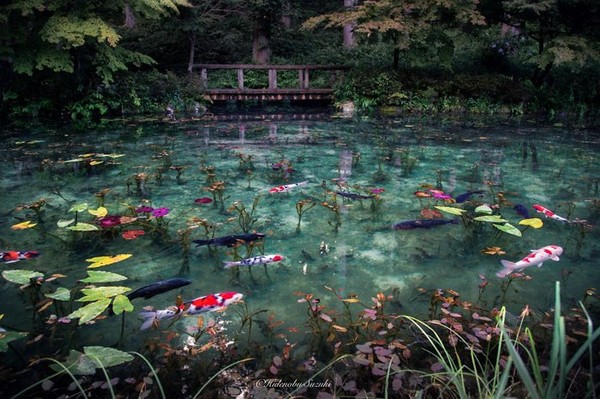 Monet's Pond: an incredibly beautiful body of water, as if descended from an artist's painting. - Pond, beauty, Japan, The photo, Water