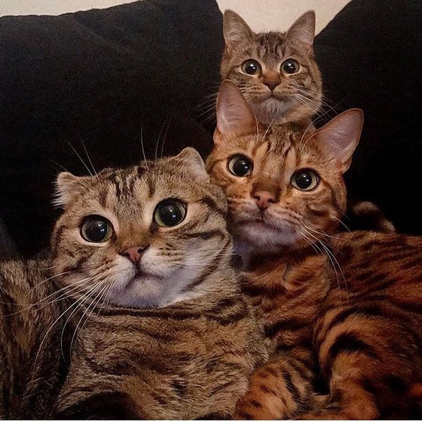 Семейное сэлфи