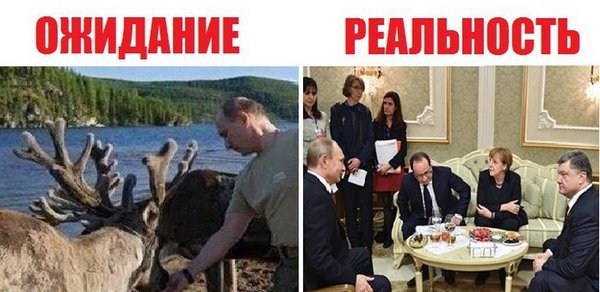 Putin breeds deer - Humor, Politics, Deer, Deer, Twitter, Vladimir Putin