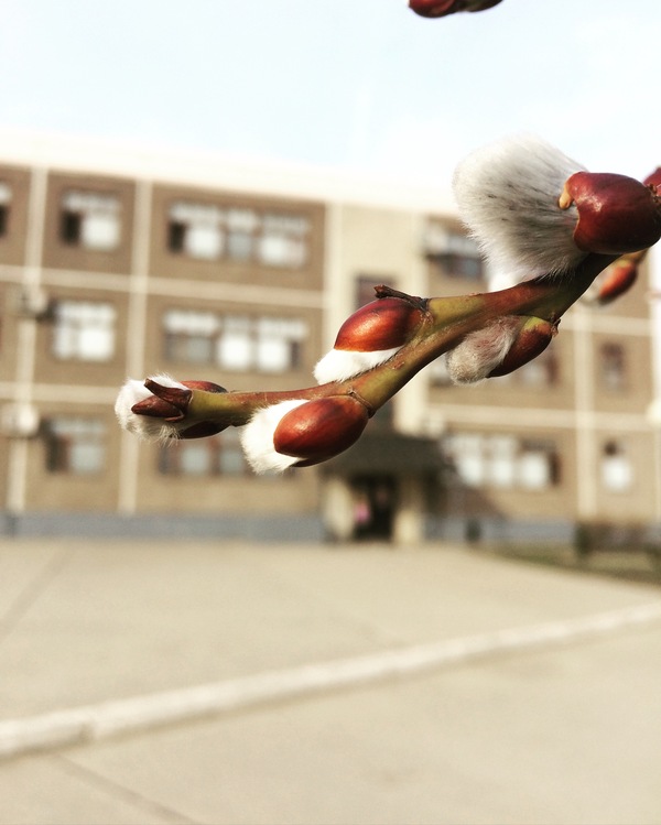 Willow blossomed - My, Pussy willow, Krasnodar, Spring