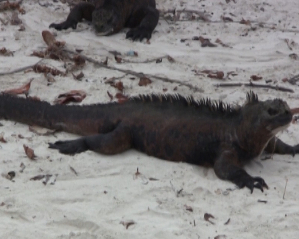 Galapagos: Turtle Coast with Iguana Kingdom. Part 2 - My, Ecuador, Galapagos Islands, Turtle, Iguana, Exotic, Travels, Video, Longpost