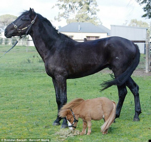 Little horses - Horses, Breed, Small, Longpost