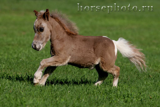 Little horses - Horses, Breed, Small, Longpost