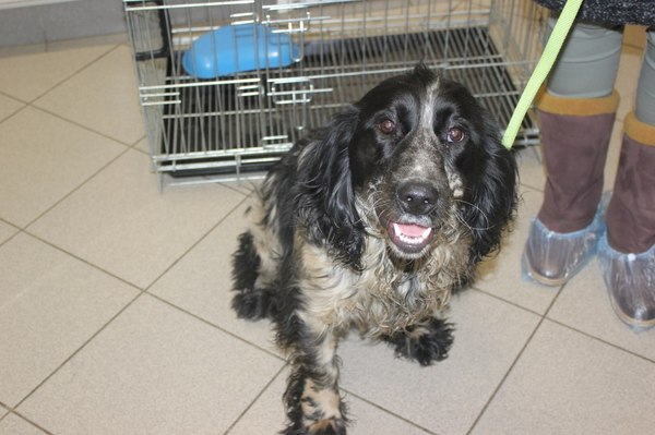 As a spaniel, Garik ran around the girls. - My, Kostroma, Dog, Happy end, Veterinary, Walking, Longpost