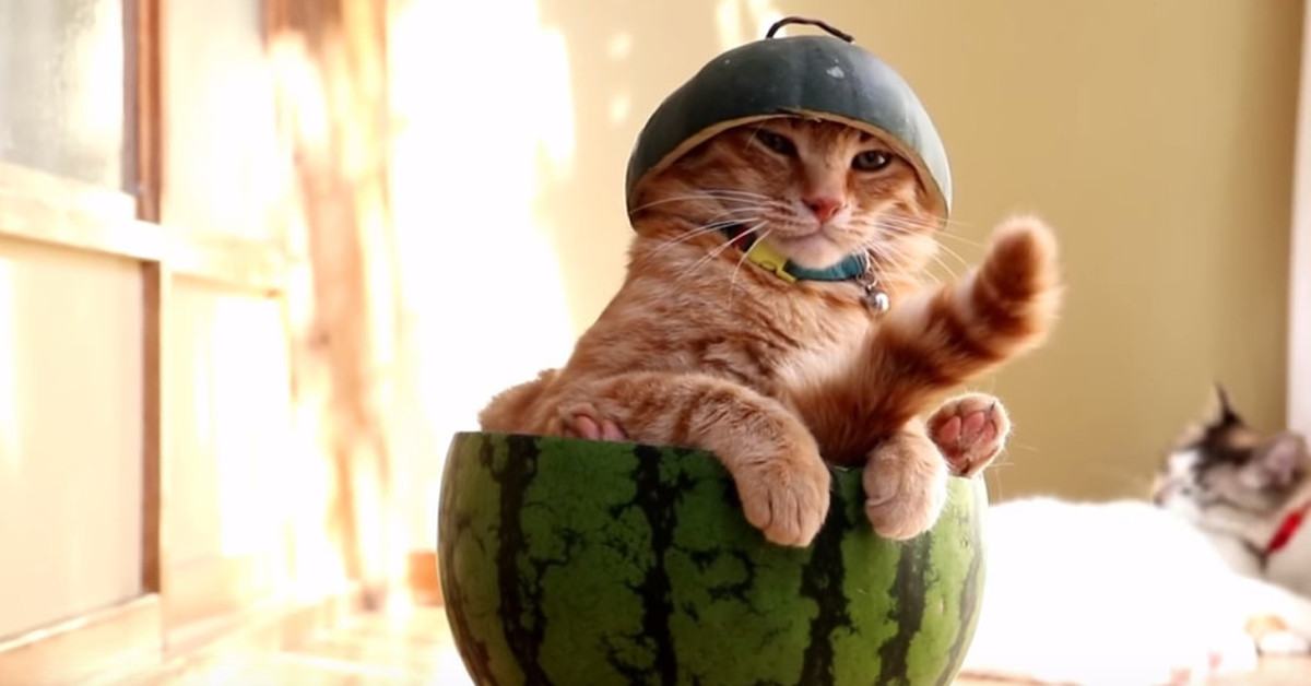 Коты в смешном виде