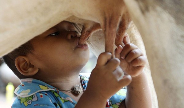 Mom on Instagram, folder in Tanchiki. - Children's happiness, Cow, Children