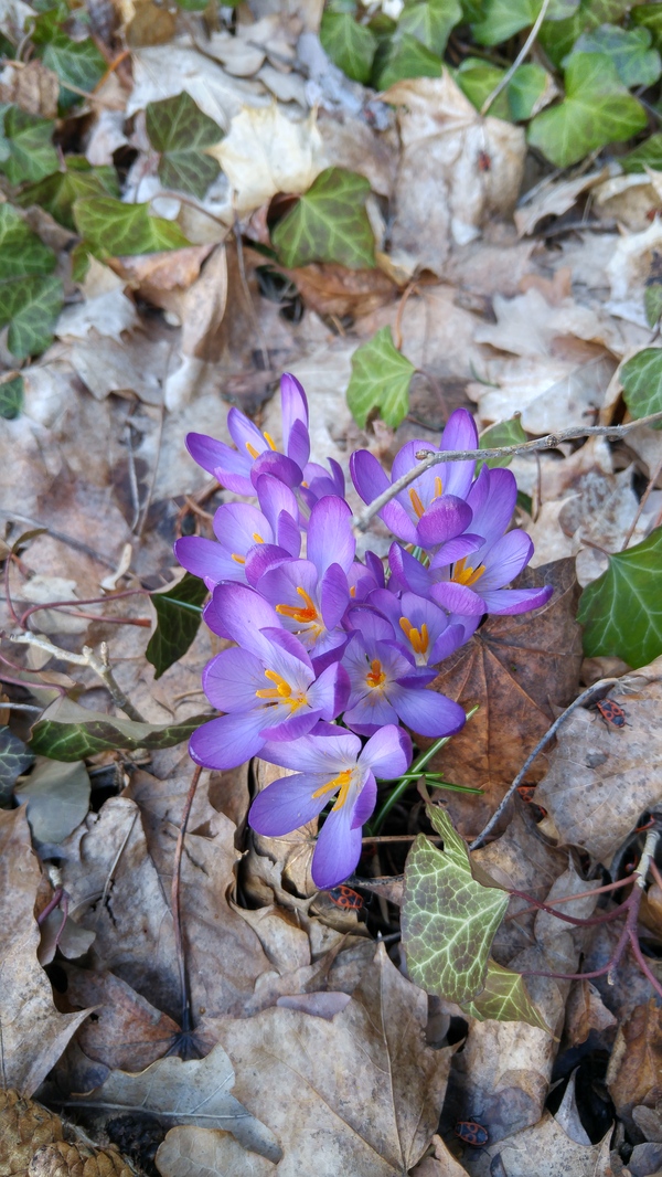 Spring is coming. - My, Spring, Crocus, Flowers