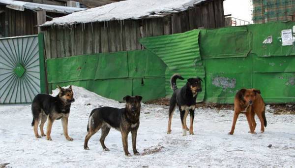In the Republic of Mordovia, a criminal case was initiated on media reports about the attack of stray dogs on a schoolgirl - stray dogs, Dog, Attack, Catching, Stray dogs, Children, Safety, news