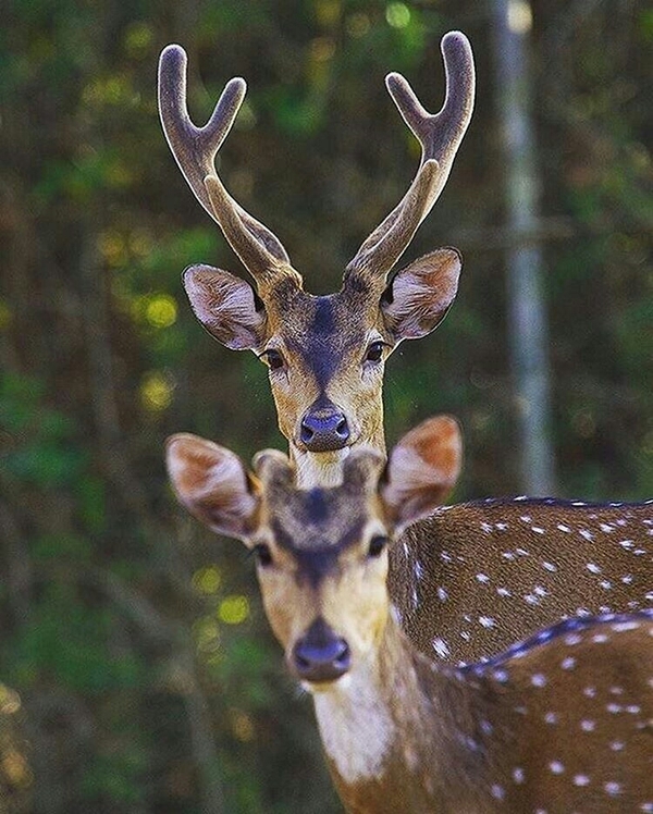 Husband and wife... - Deer, Nature, Animals, Deer