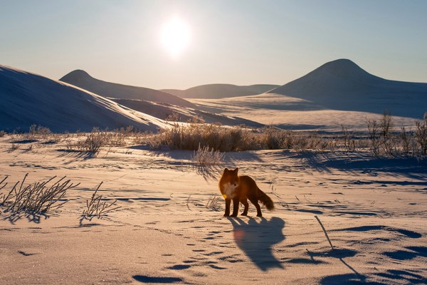 Snow-white March of Chukotka - Chukotka, Fox, The photo, Snow, March, Nature, Landscape, Russia, Longpost