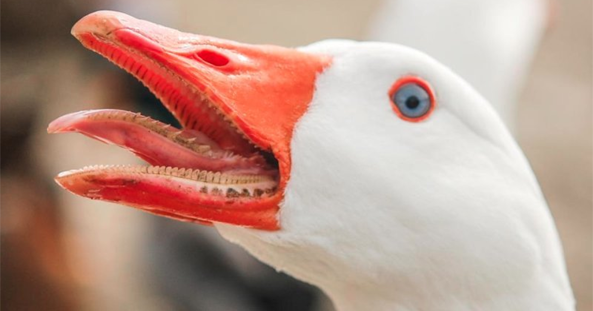 Интересное о гусях | Пикабу