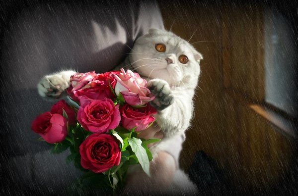 I brought you a bouquet of lush roses in the morning - cat, Flowers, the Rose, Holidays, Presents, Strong and independent, The photo